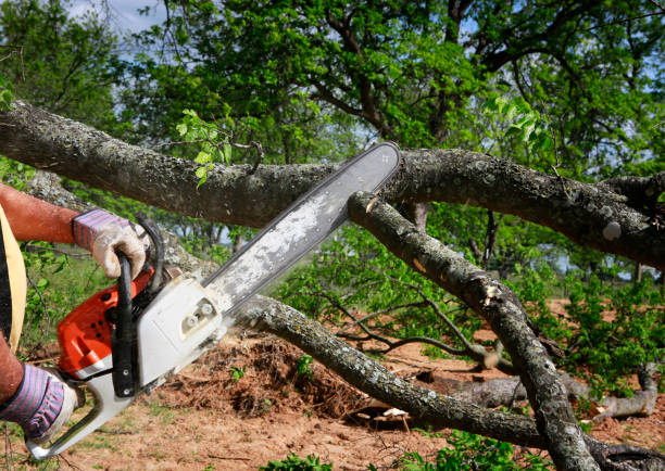 Best Emergency Tree Service  in USA